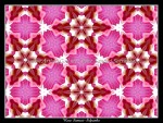 scgFloral-K-18