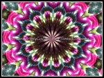 scgIMG_0362-k-11