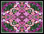scgIMG_0563w1