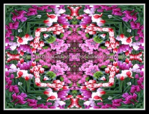 scgIMG_0563w1