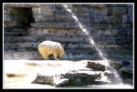 scgIMG_7096
