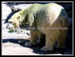 scgIMG_7099
