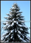 scgIMG_9560