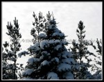 scgIMG_9561
