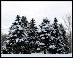 scgIMG_9574