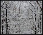 scgIMG_9732