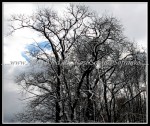 scgIMG_9737
