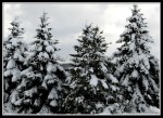 scgIMG_9747