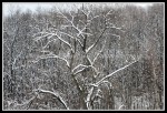 scgIMG_9762