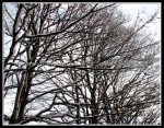 scgIMG_9763