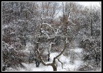 scgIMG_9776