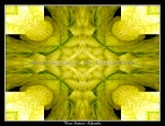 scgPOINTSETTIA-6013w1