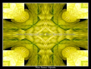 scgPOINTSETTIA-6013w1