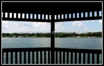 scgRose 368 A-G10 - Niawanda Park