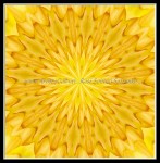 scgb-IMG_6378-k12