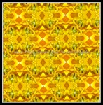 scgb-IMG_6378k3b